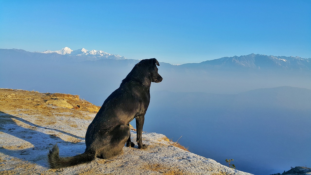 How to Prepare for Pet Travel During COVID-19